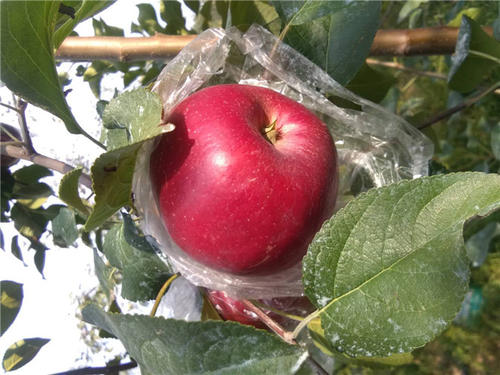 愛妃蘋果苗愛妃蘋果苗